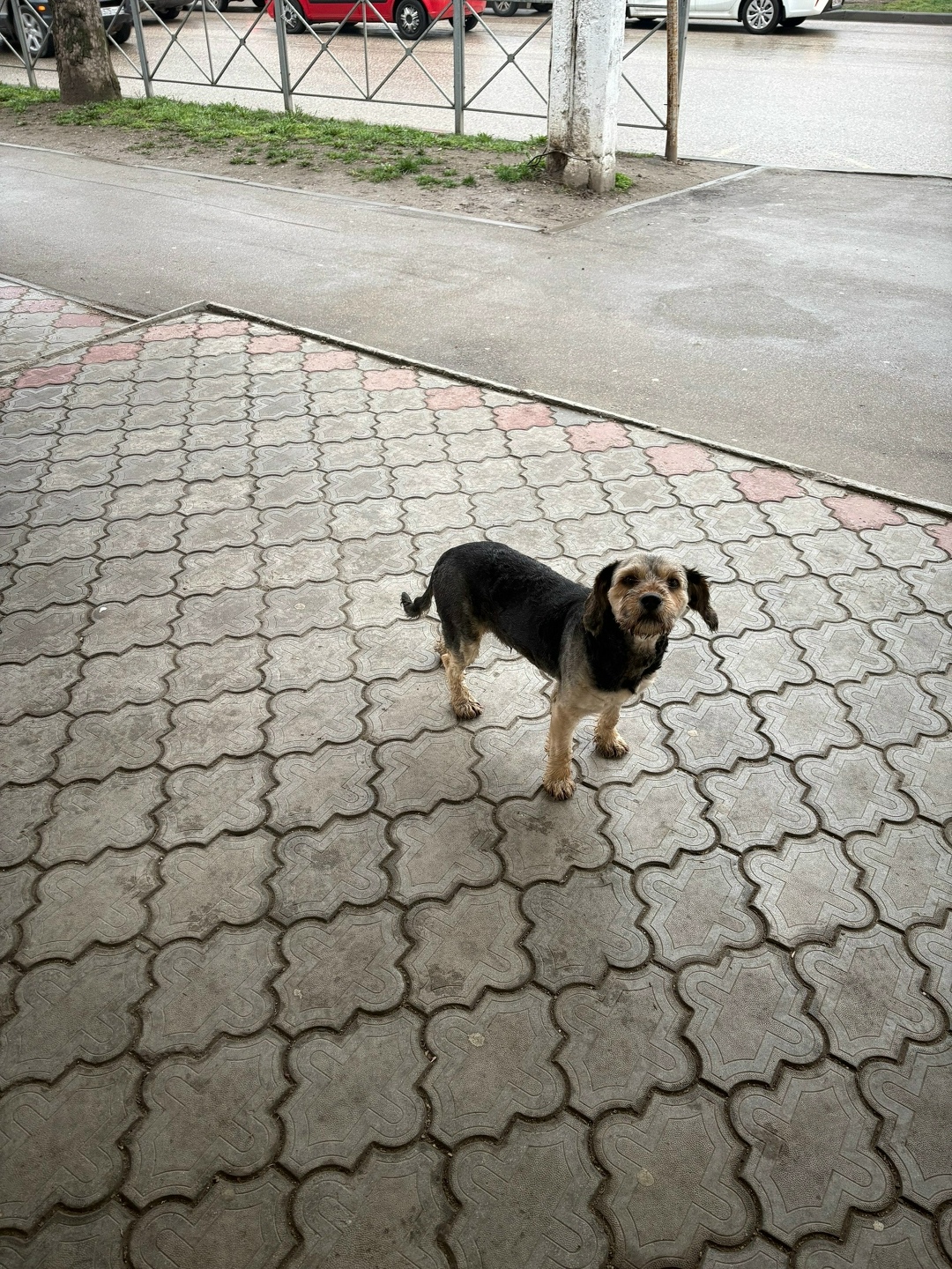 Пропала собака в Симферополе — фото объявления