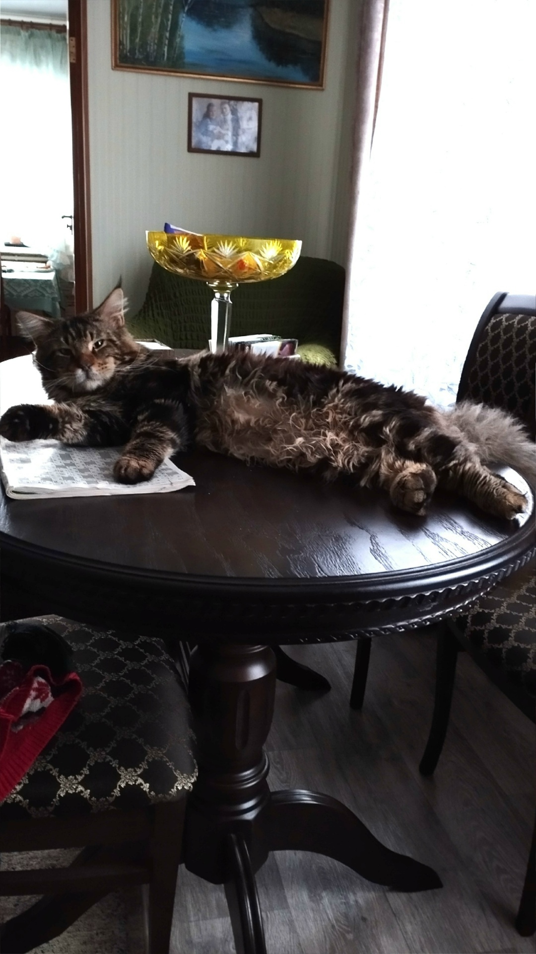 Пропала кошка в Симферополе — фото объявления