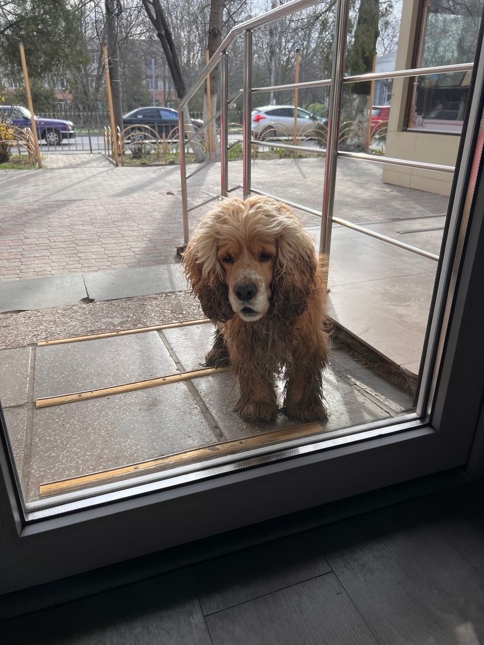 Пропала собака в Симферополе — фото объявления