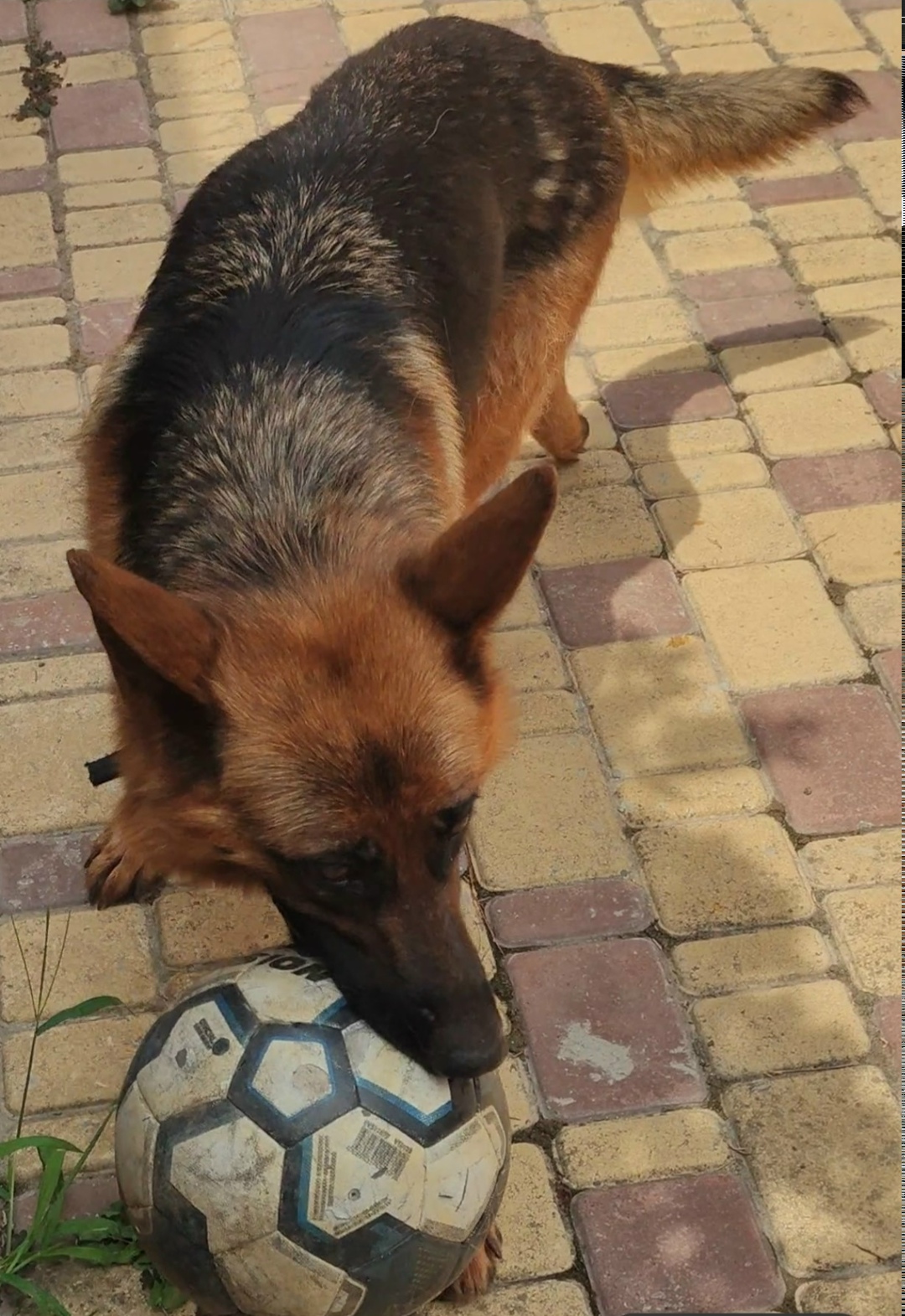 Пропала собака в Симферополе — фото объявления