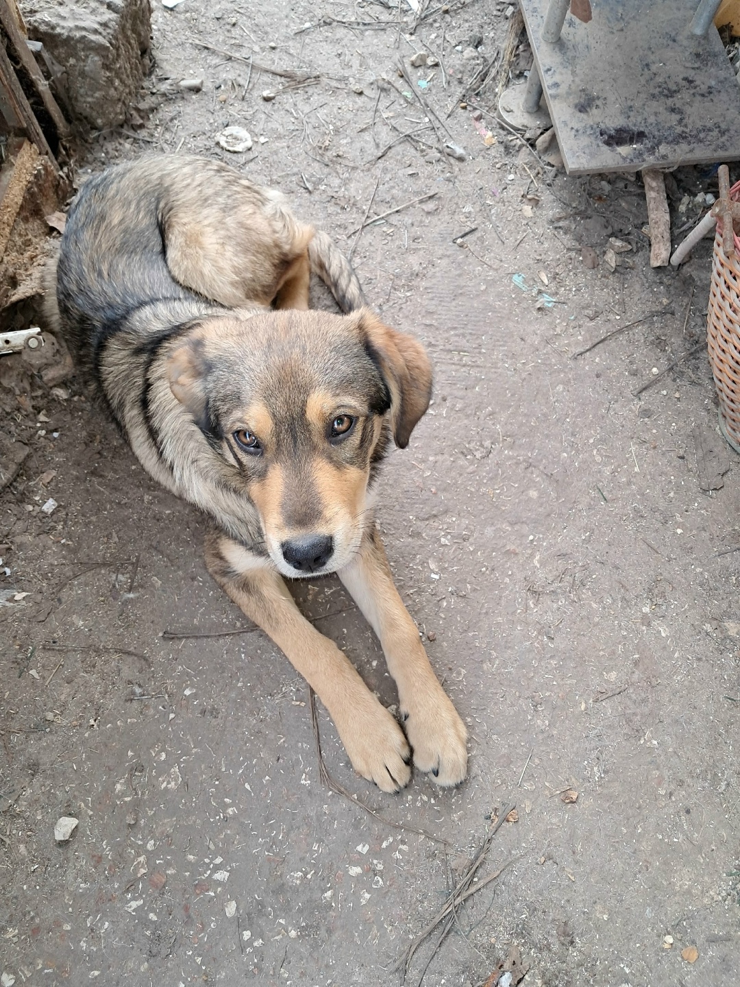 Пропала собака в Симферополе — фото объявления