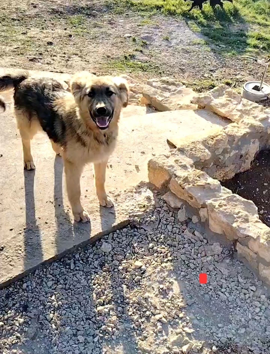 Найдена собака в Симферополе — фото объявления