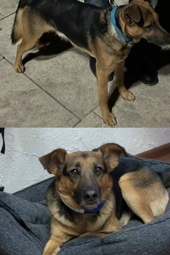 Пропала собака в Симферополе — фото объявления