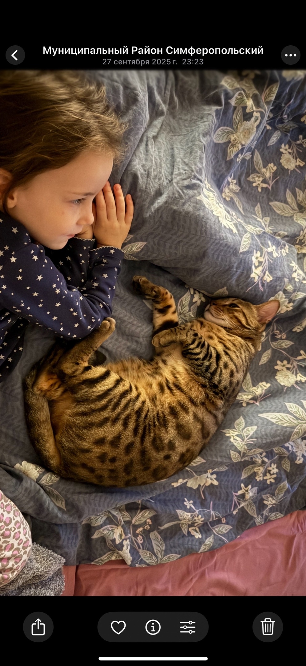 Пропала кошка в Симферополе — фото объявления