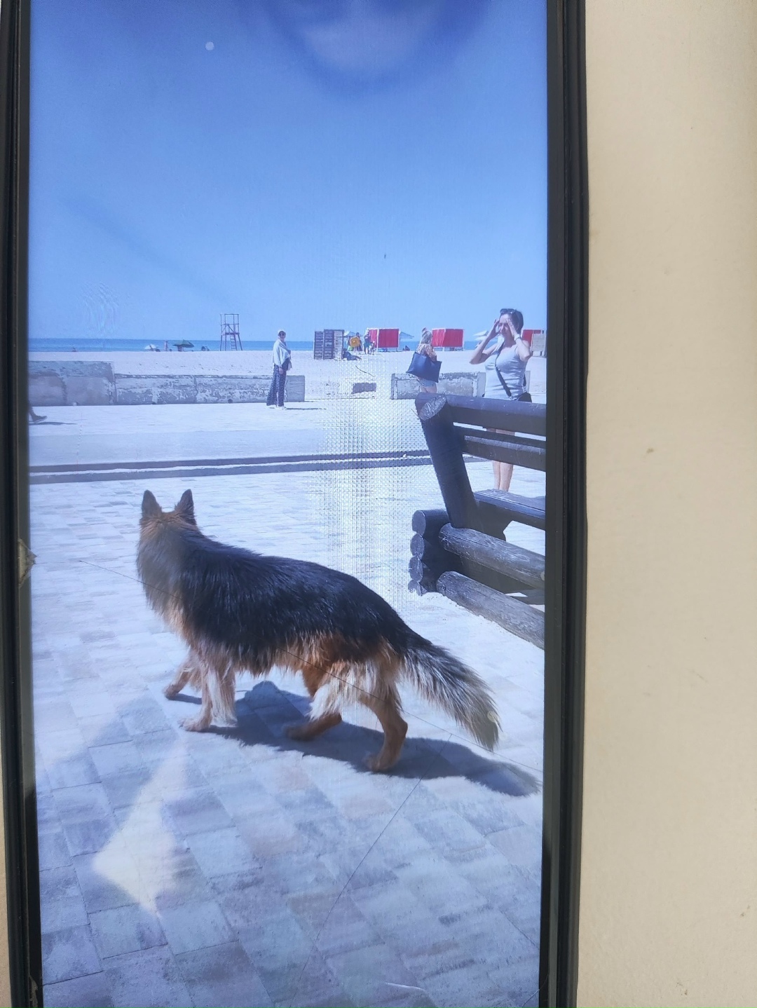 Пропала собака в Симферополе — фото объявления