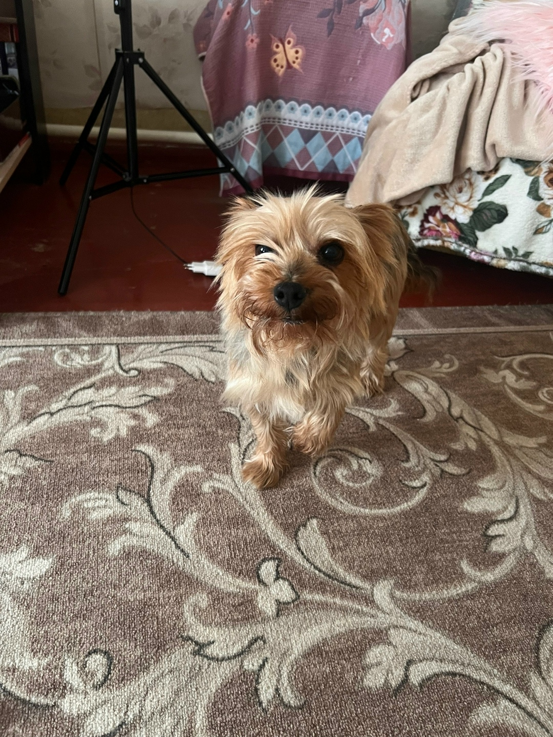 Пропала собака в Симферополе — фото объявления