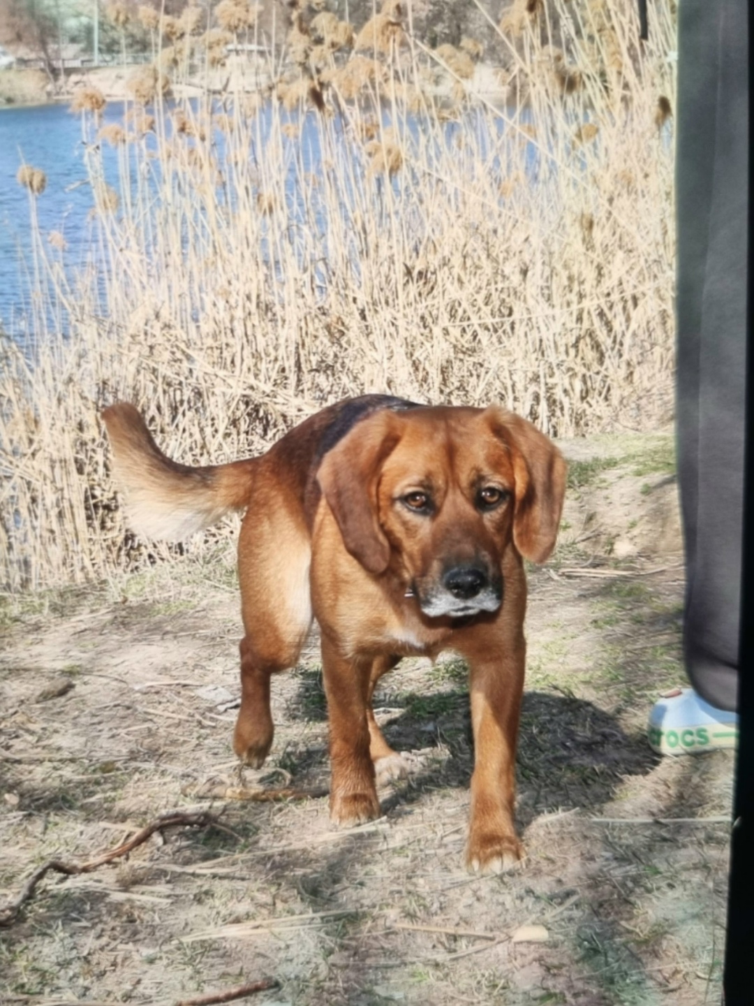 Пропала собака в Симферополе — фото объявления