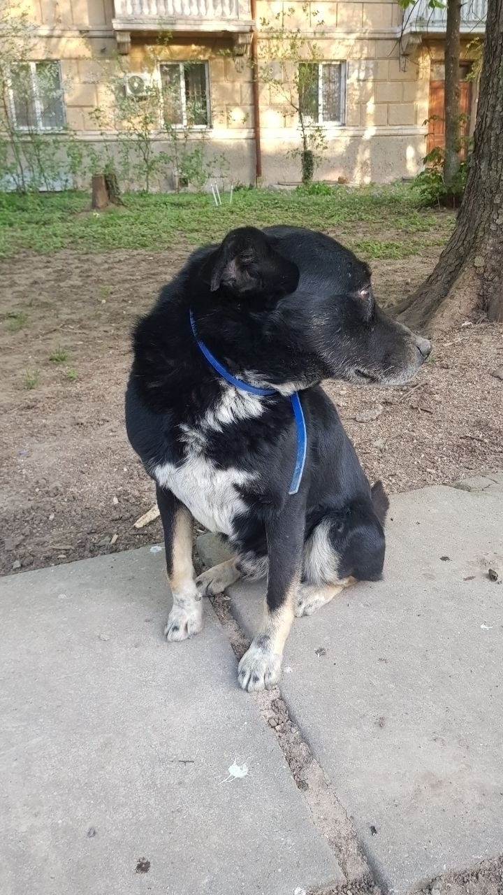 Пропала собака в Симферополе — фото объявления