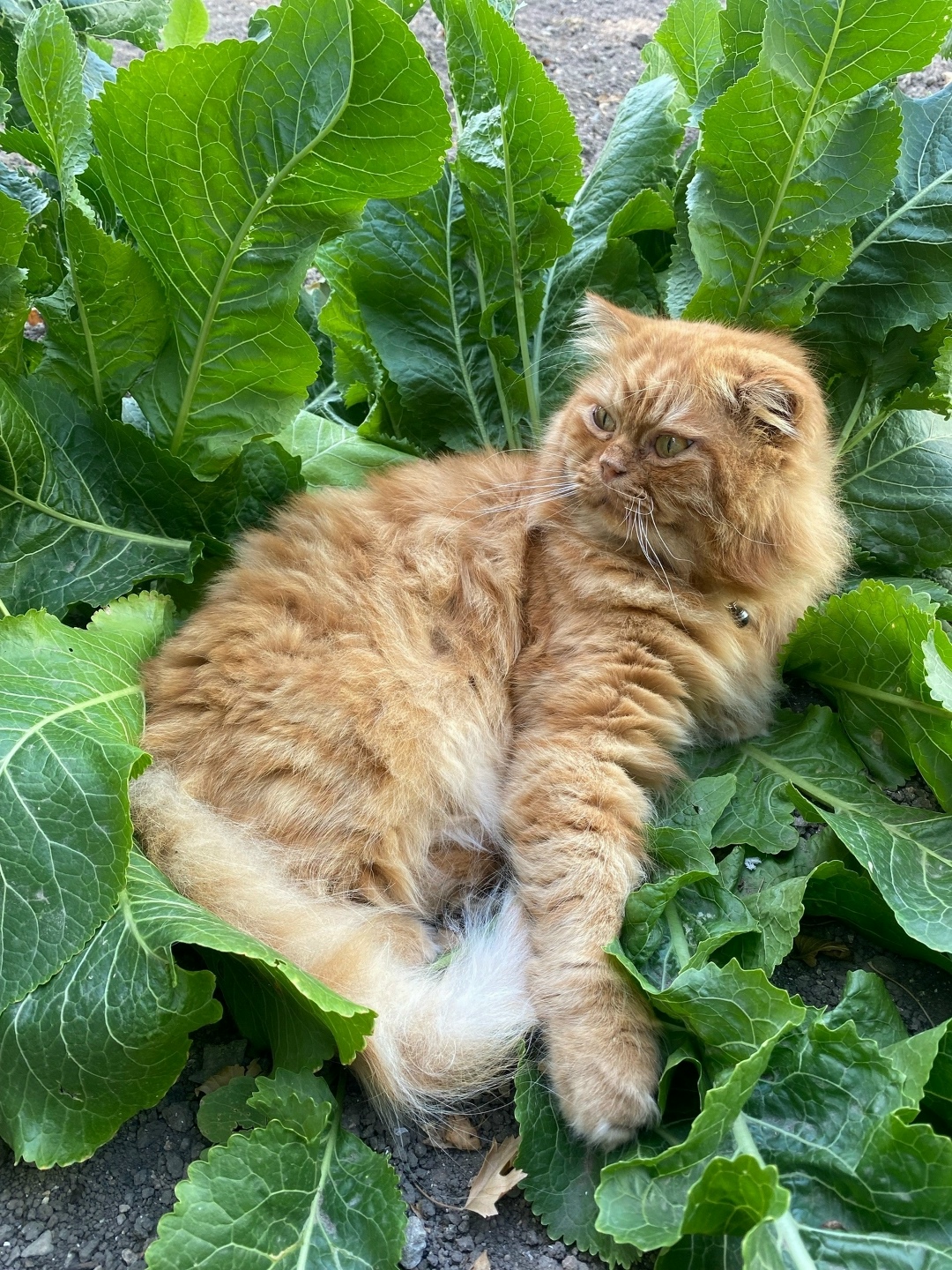 Пропала кошка в Симферополе — фото объявления