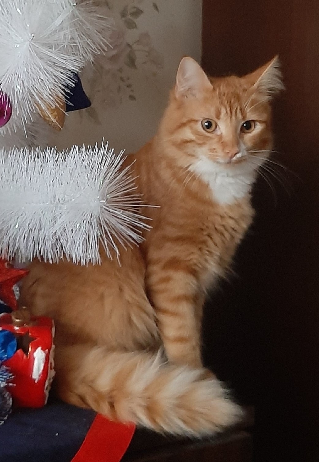 Пропала кошка в Симферополе — фото объявления