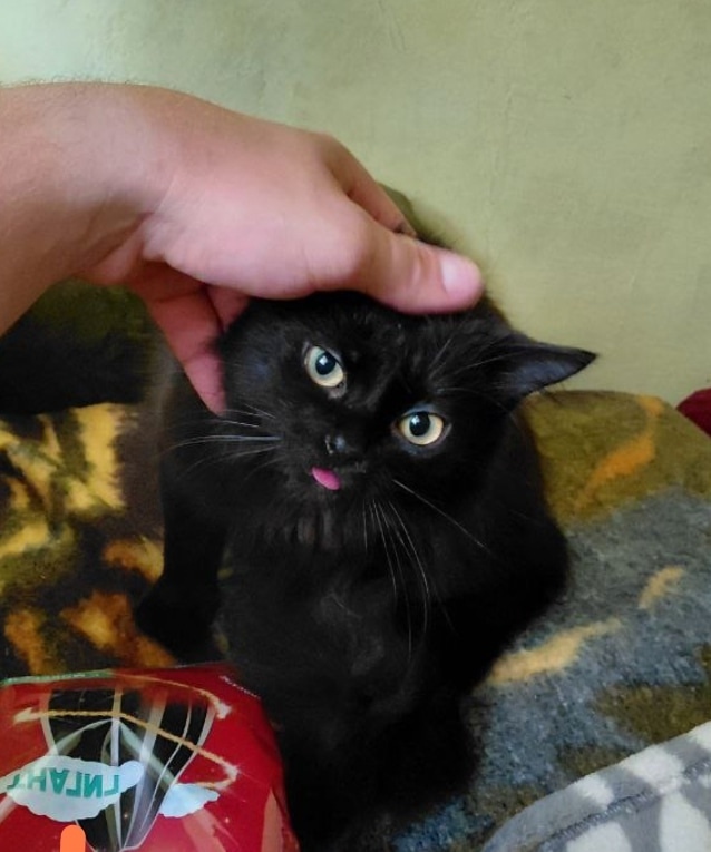 Пропала кошка в Симферополе — фото объявления