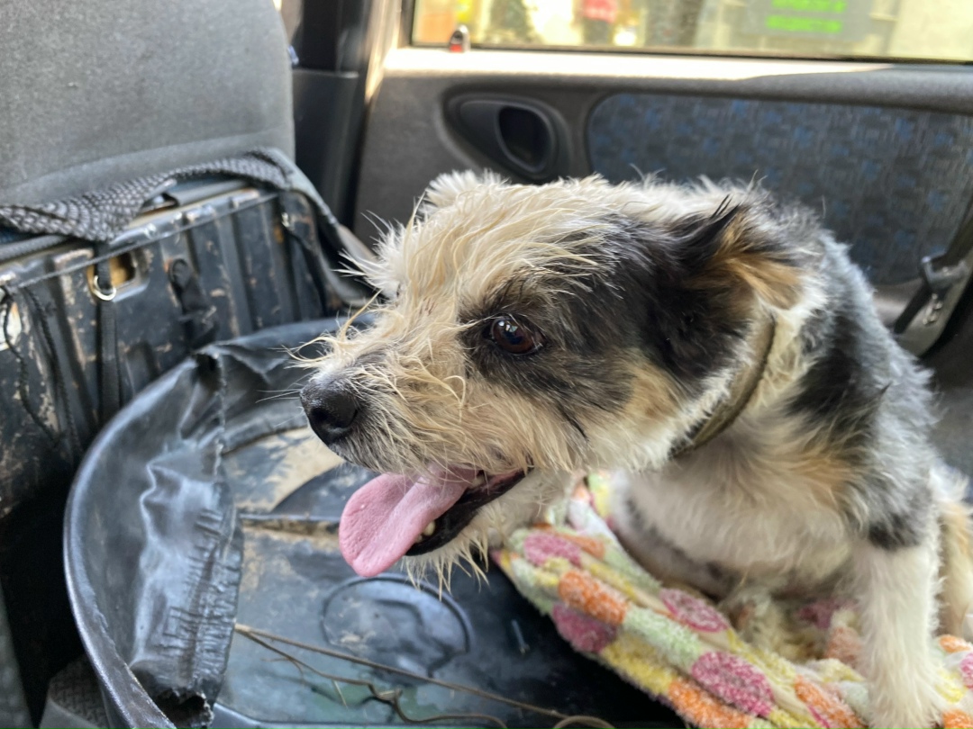 Найдена собака в Симферополе — фото объявления