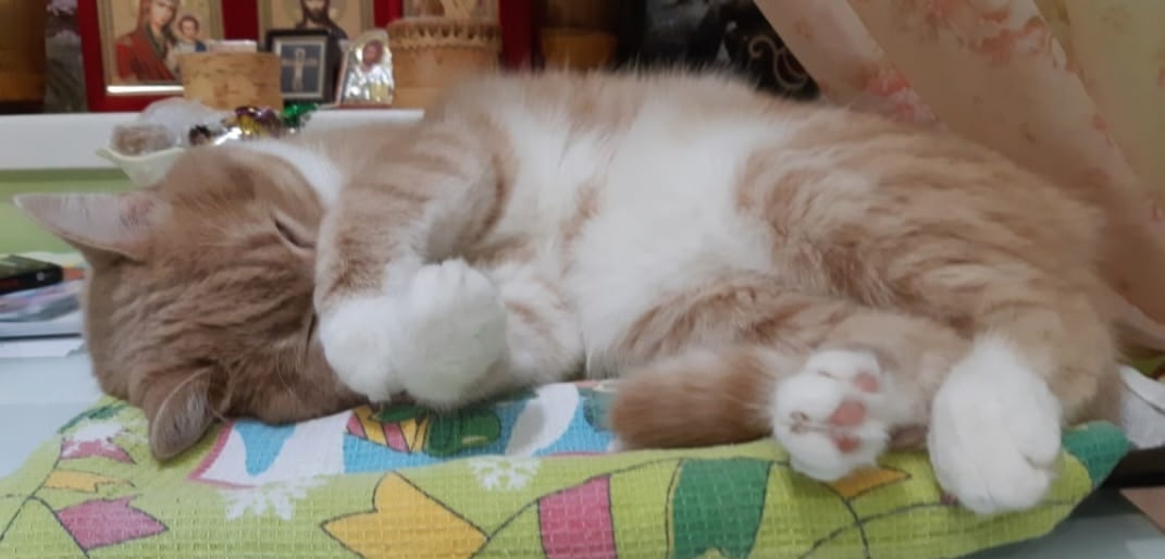 Пропала кошка в Симферополе — фото объявления