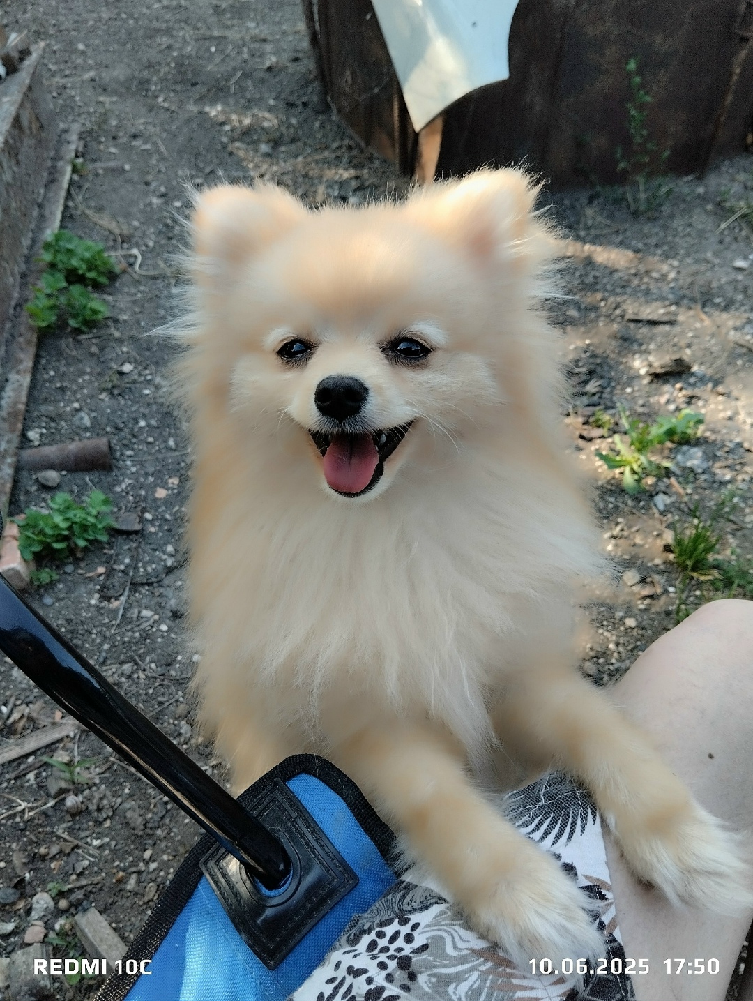 Пропала собака в Симферополе — фото объявления