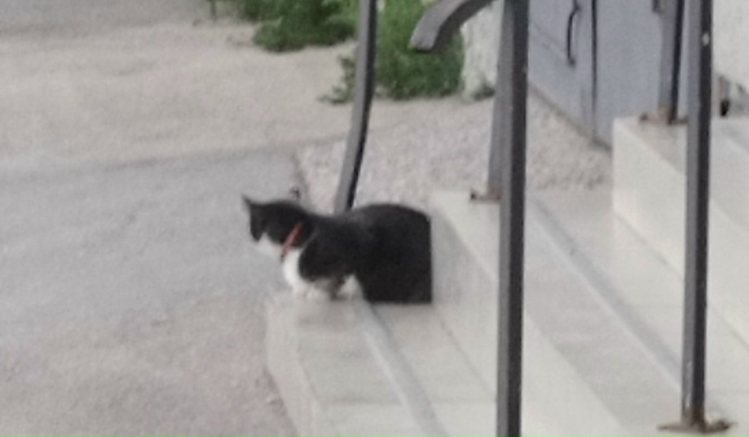 Пропала кошка в Симферополе — фото объявления