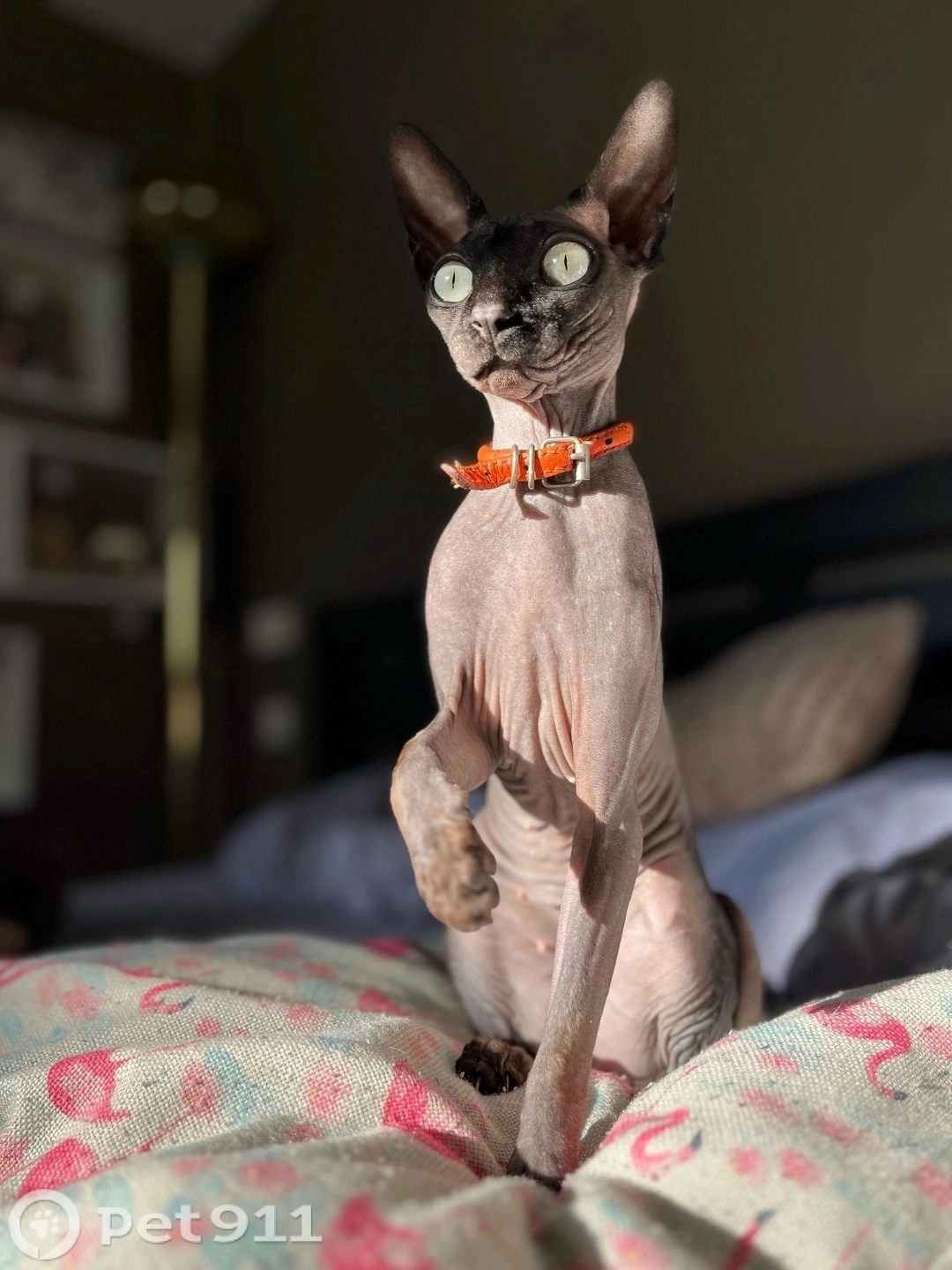 Пропала кошка в Симферополе — фото объявления