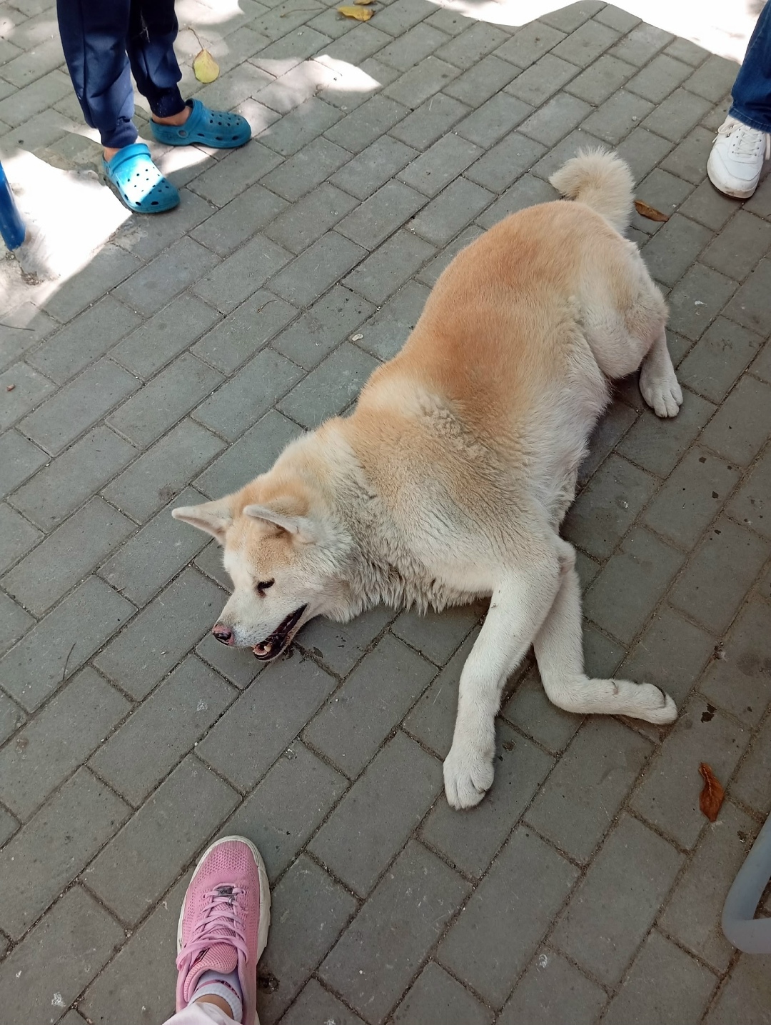 Пропала собака в Симферополе — фото объявления