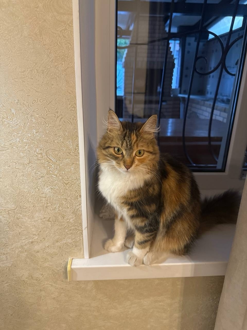 Пропала кошка в Симферополе — фото объявления