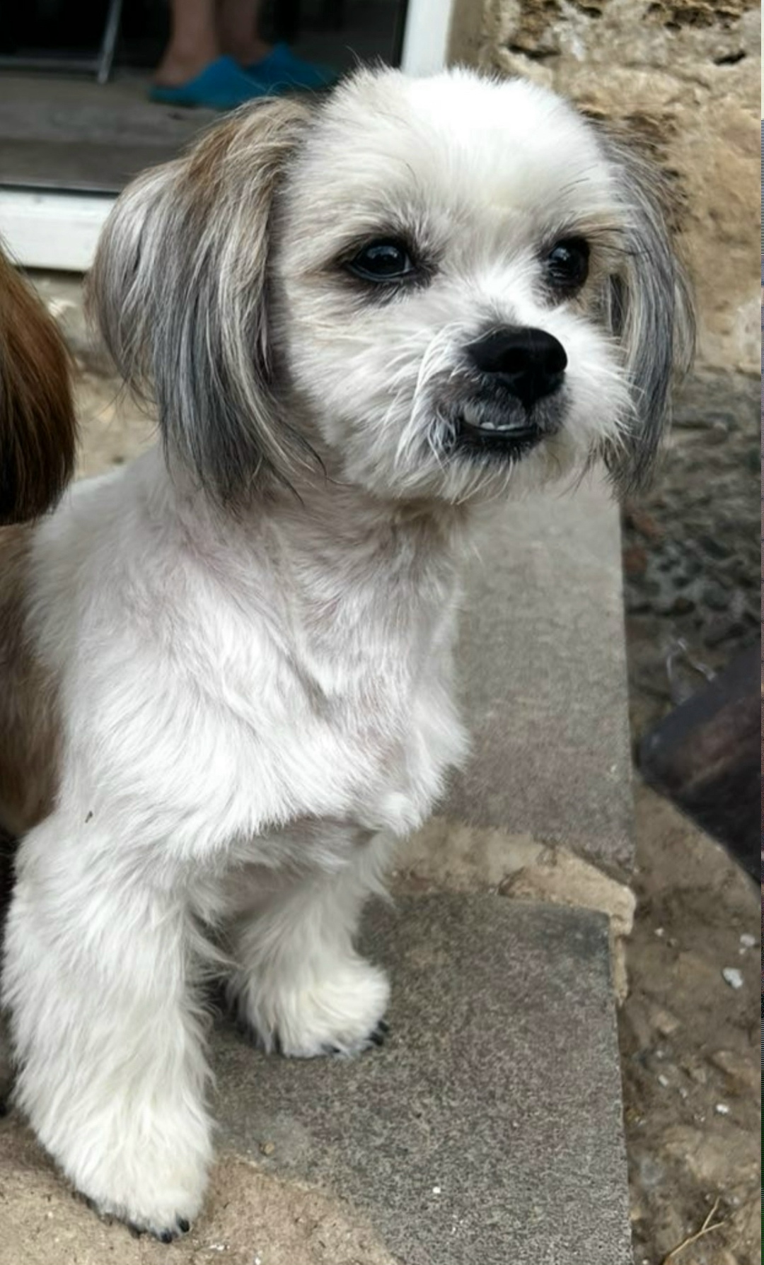 Пропала собака в Симферополе — фото объявления