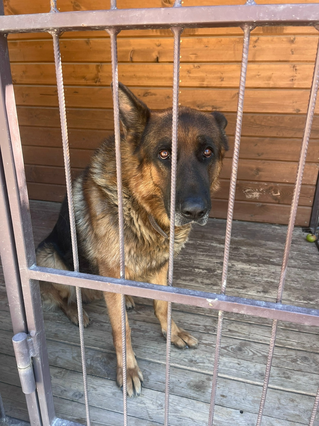 Найдена собака в Симферополе — фото объявления