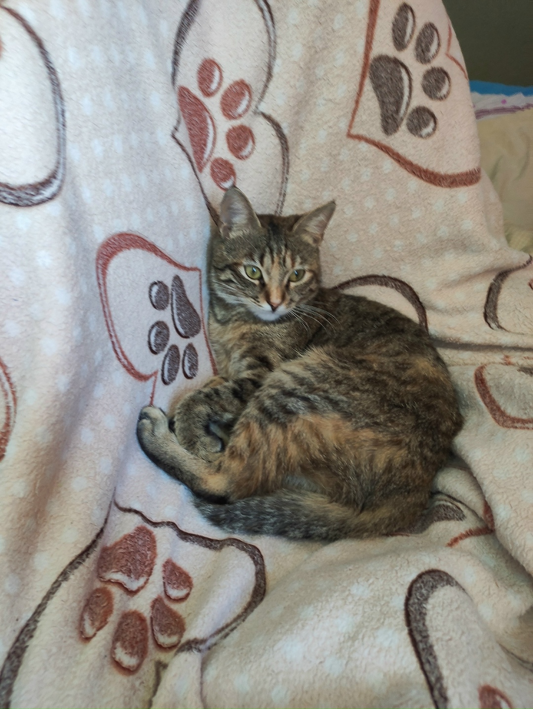 Пропала кошка в Симферополе — фото объявления