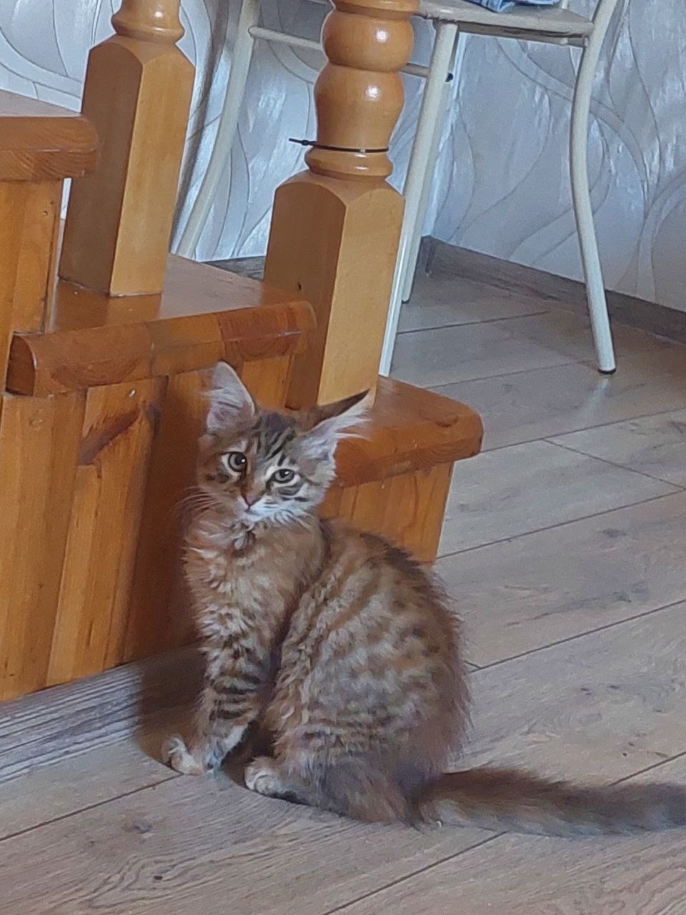 Пропала кошка в Симферополе — фото объявления