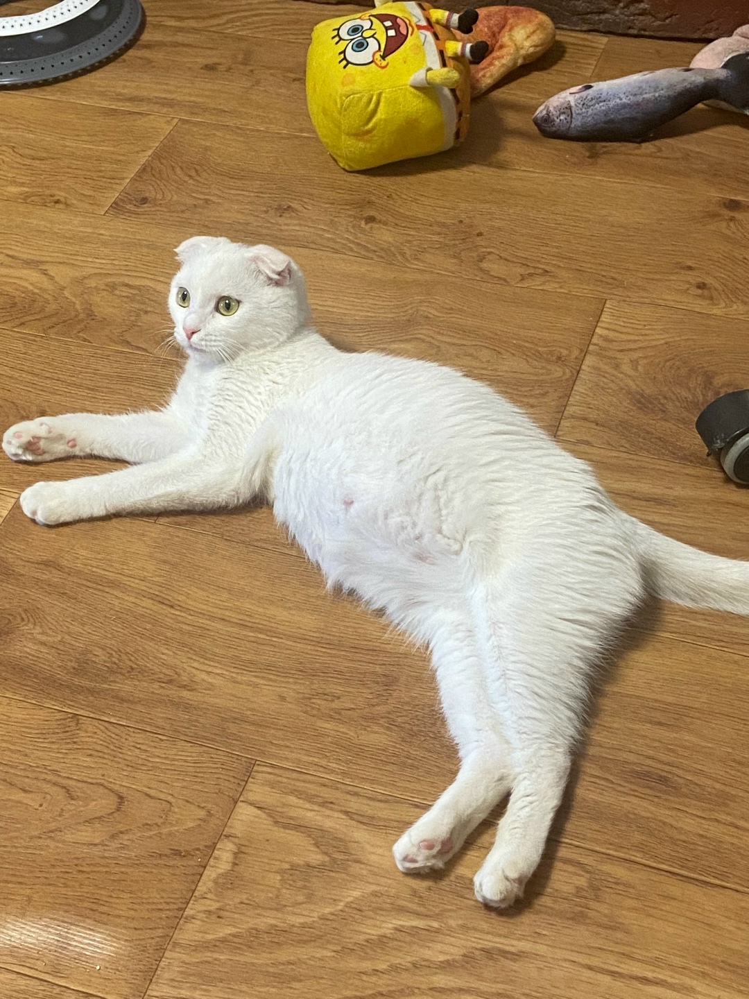 Пропала кошка в Симферополе — фото объявления