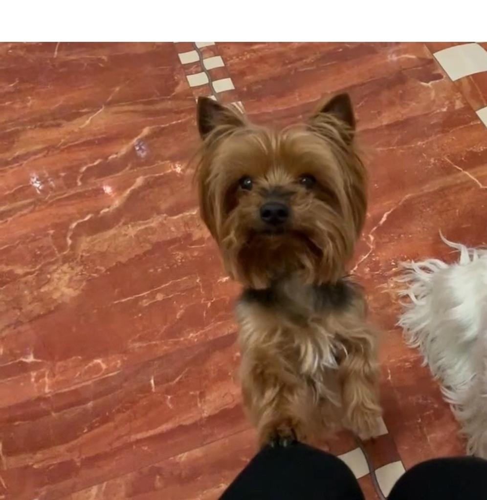 Пропала собака в Симферополе — фото объявления