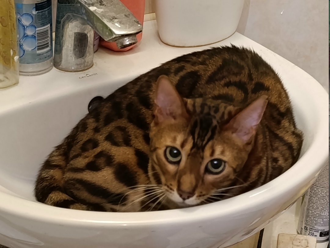 Найдена кошка в Симферополе — фото объявления