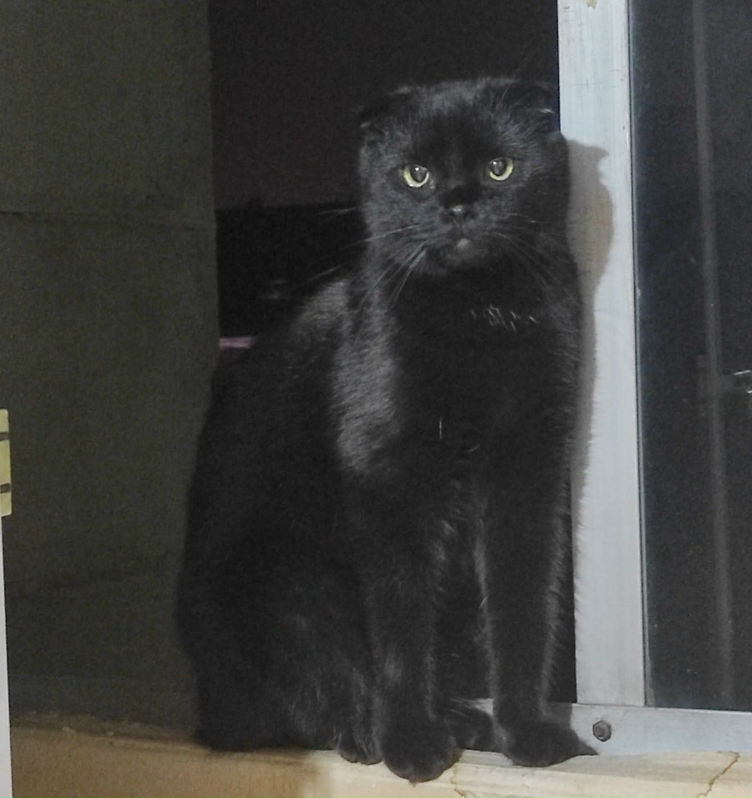 Найдена кошка в Нижнем Тагиле — фото объявления