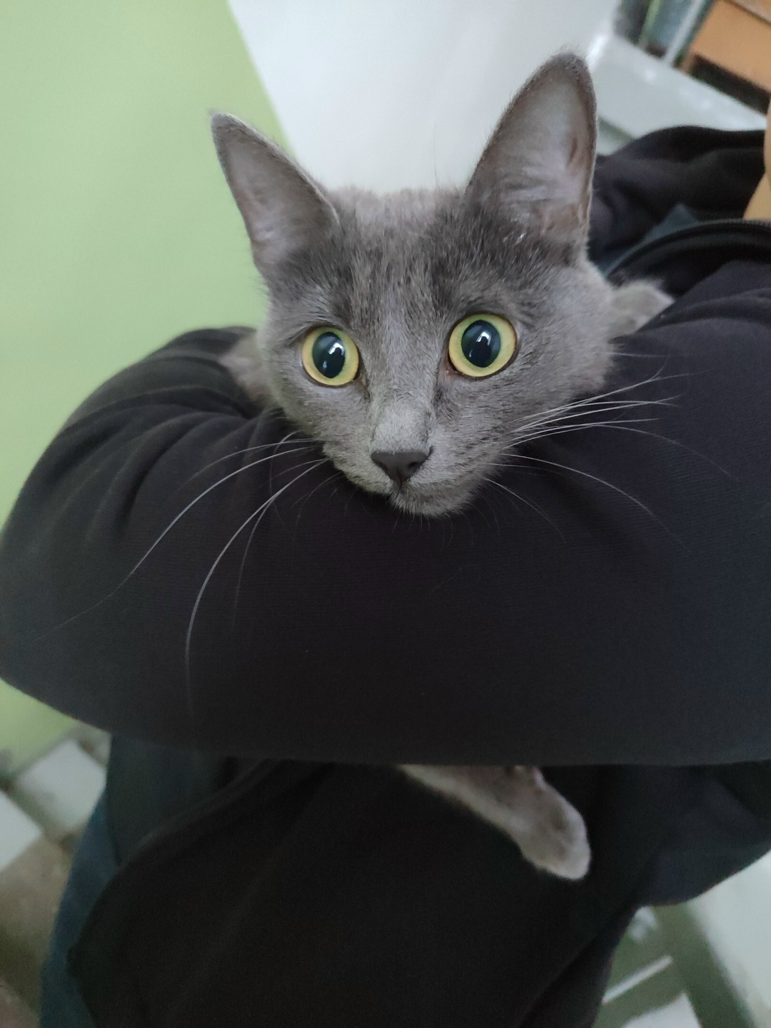 Пропала кошка в Нижнем Тагиле — фото объявления