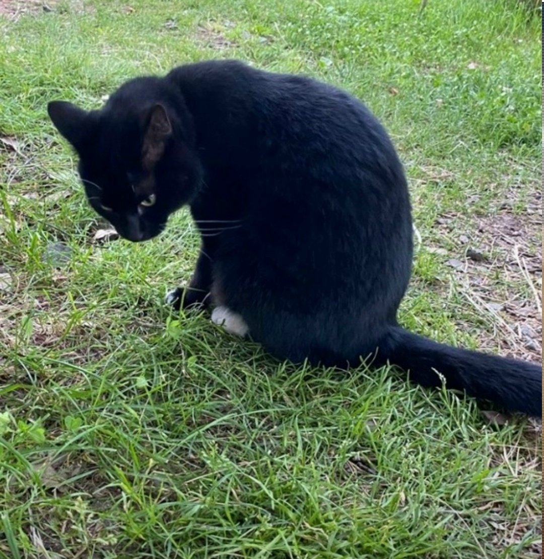 Пропала кошка в Нижнем Тагиле — фото объявления