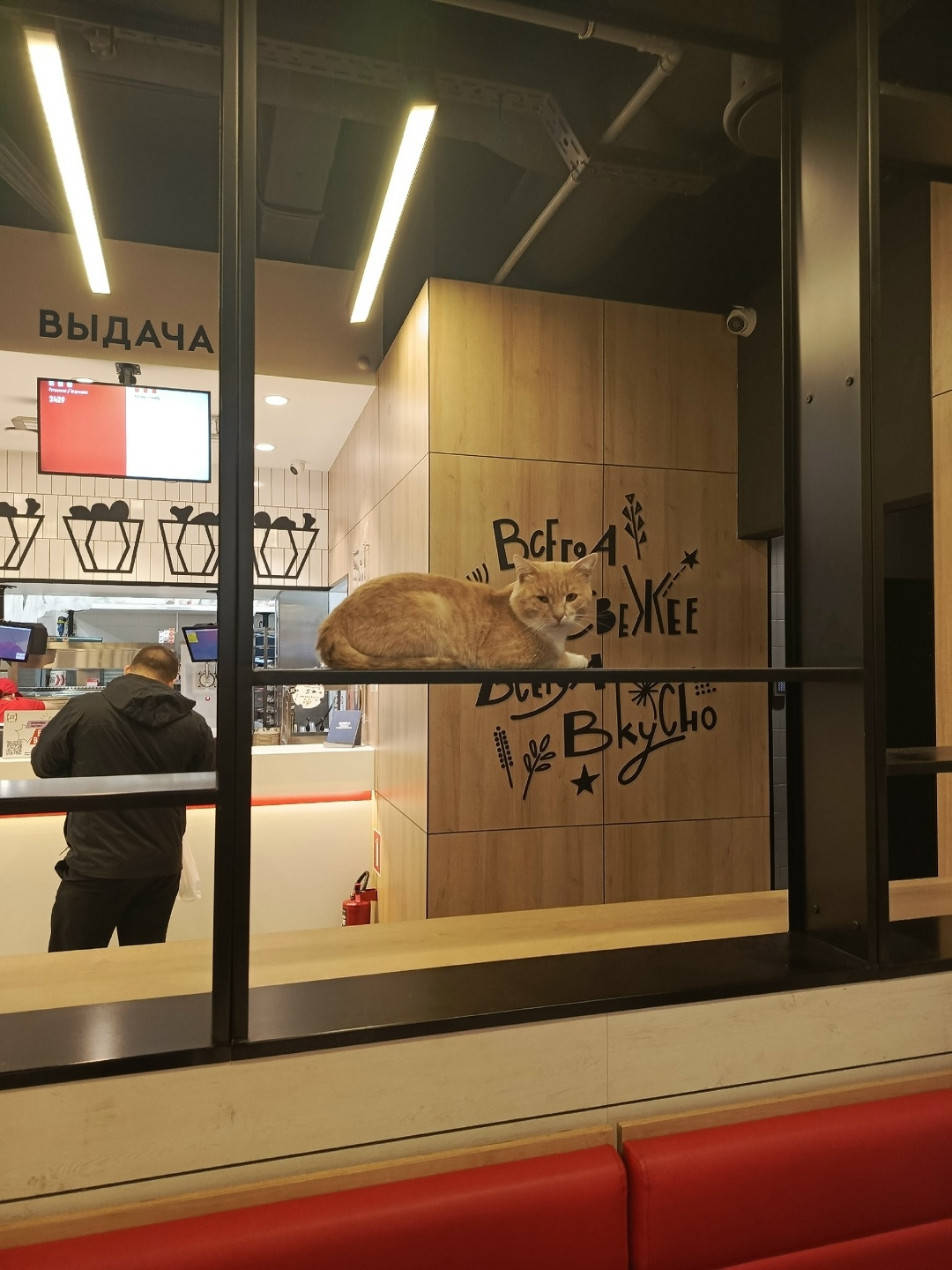 Найдена кошка в Нижнем Тагиле — фото объявления