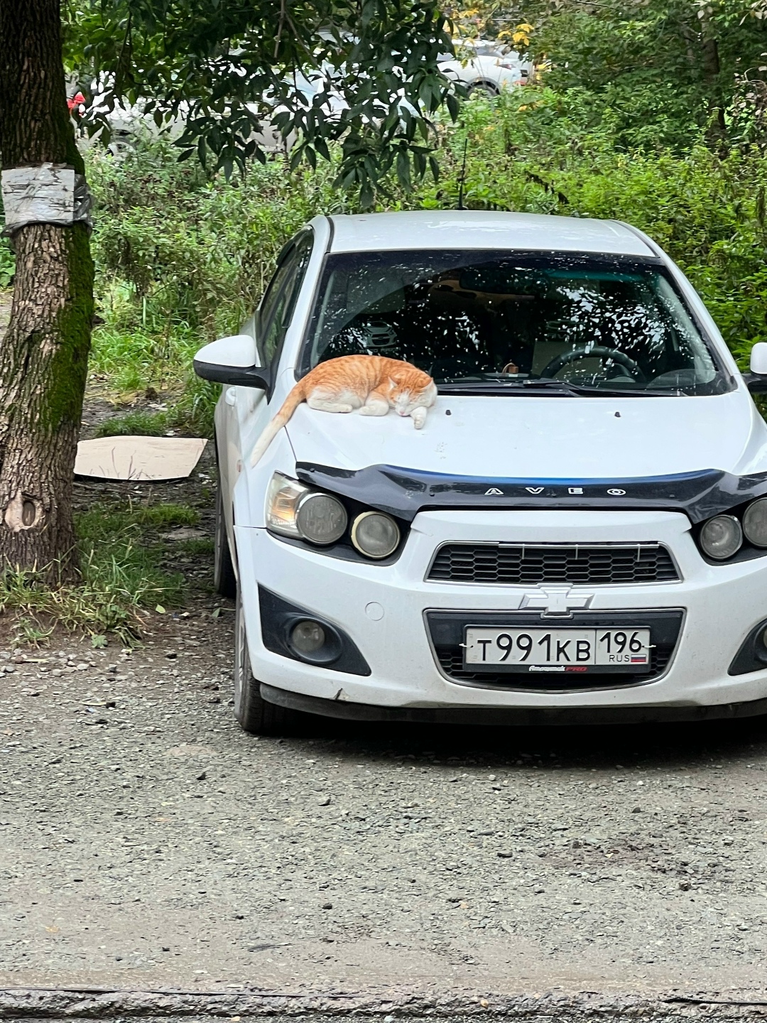 Пропала кошка в Нижнем Тагиле — фото объявления