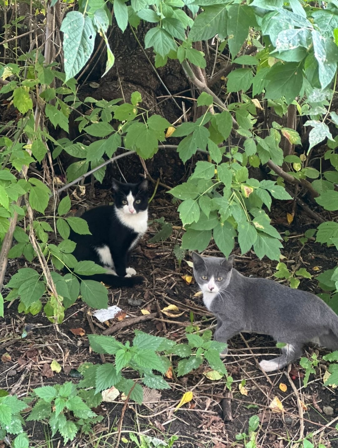 Пропала кошка в Нижнем Тагиле — фото объявления