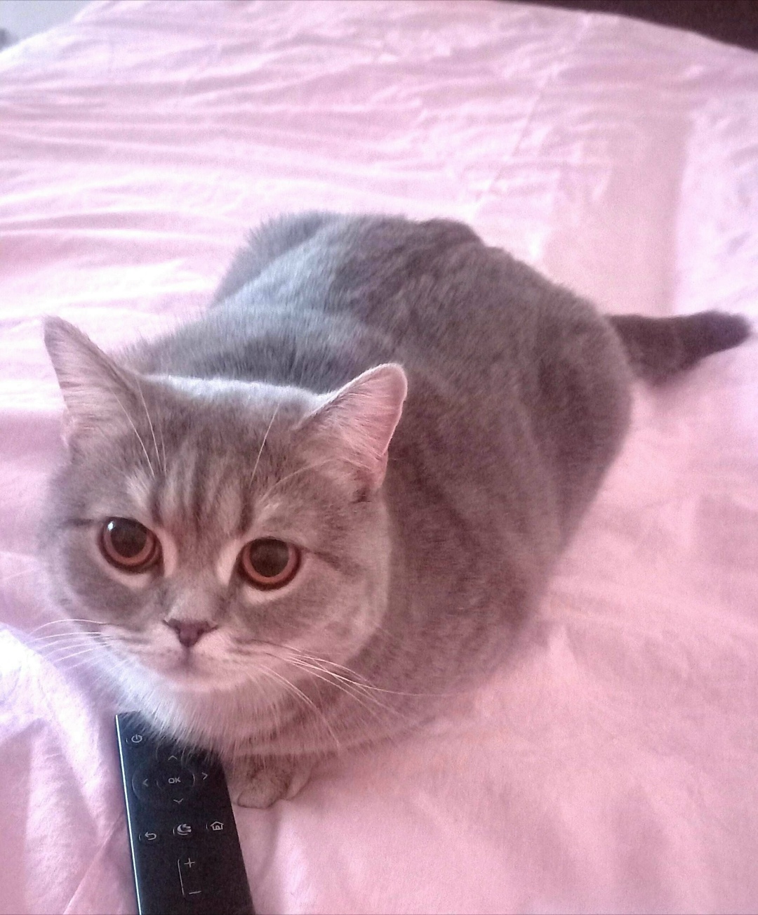 Пропала кошка в Нижнем Тагиле — фото объявления