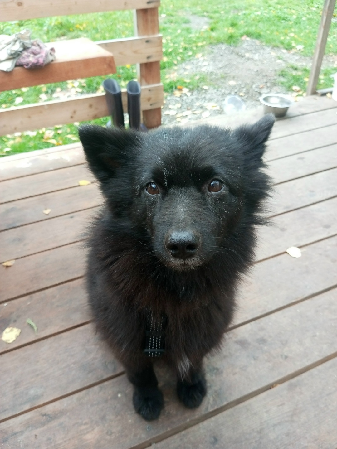 Пропала собака в Нижнем Тагиле — фото объявления