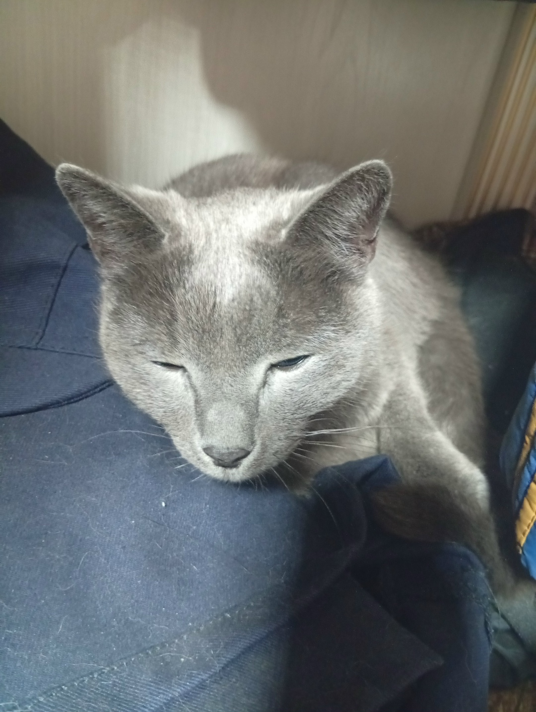 Найдена собака в Нижнем Тагиле — фото объявления