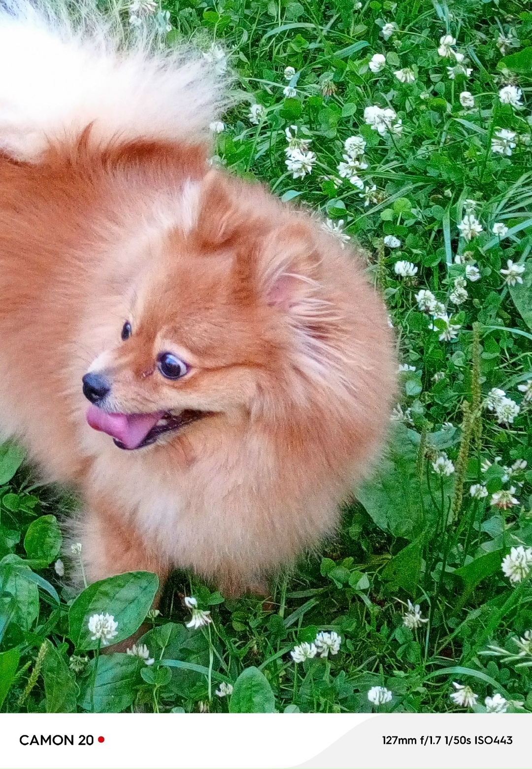 Пропала собака в Нижнем Тагиле — фото объявления