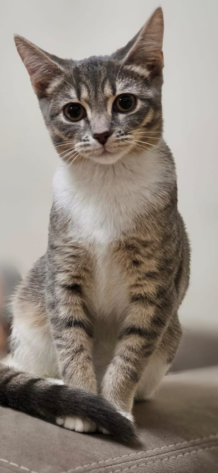 Пропала кошка в Нижнем Тагиле — фото объявления