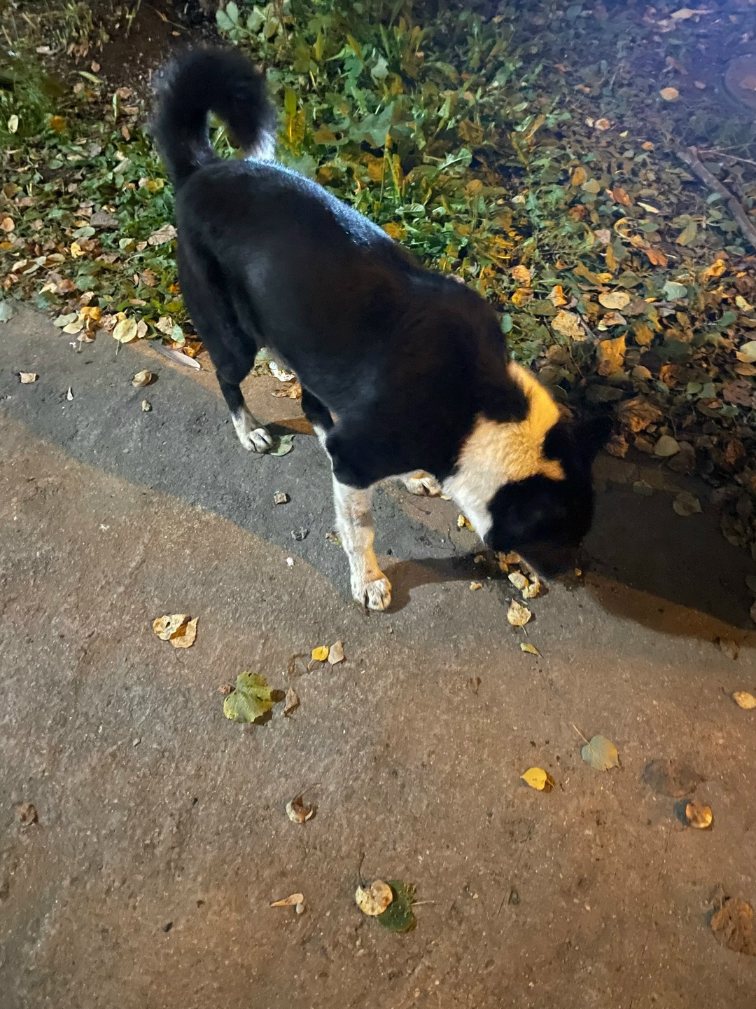 Пропала собака в Нижнем Тагиле — фото объявления