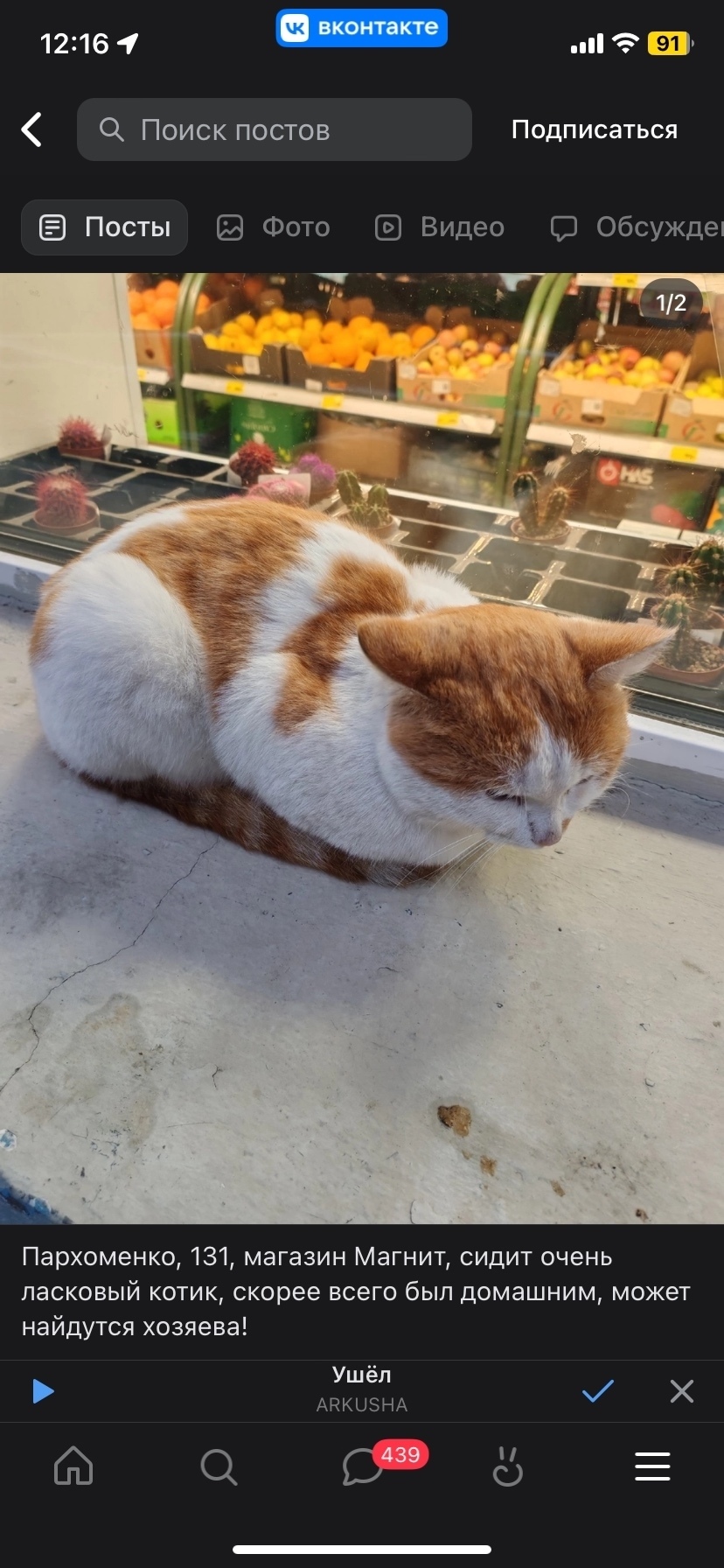 Пропала кошка в Нижнем Тагиле — фото объявления