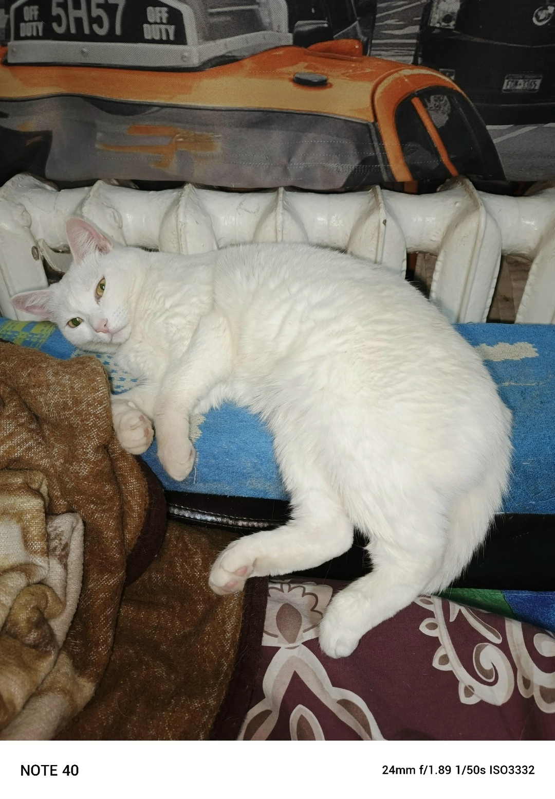 Найдена кошка в Нижнем Тагиле — фото объявления