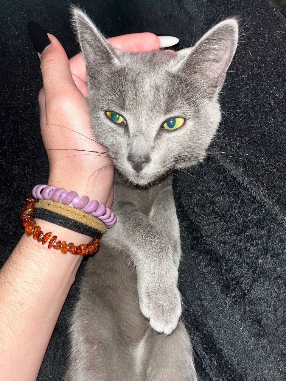 Найдена кошка в Нижнем Тагиле — фото объявления