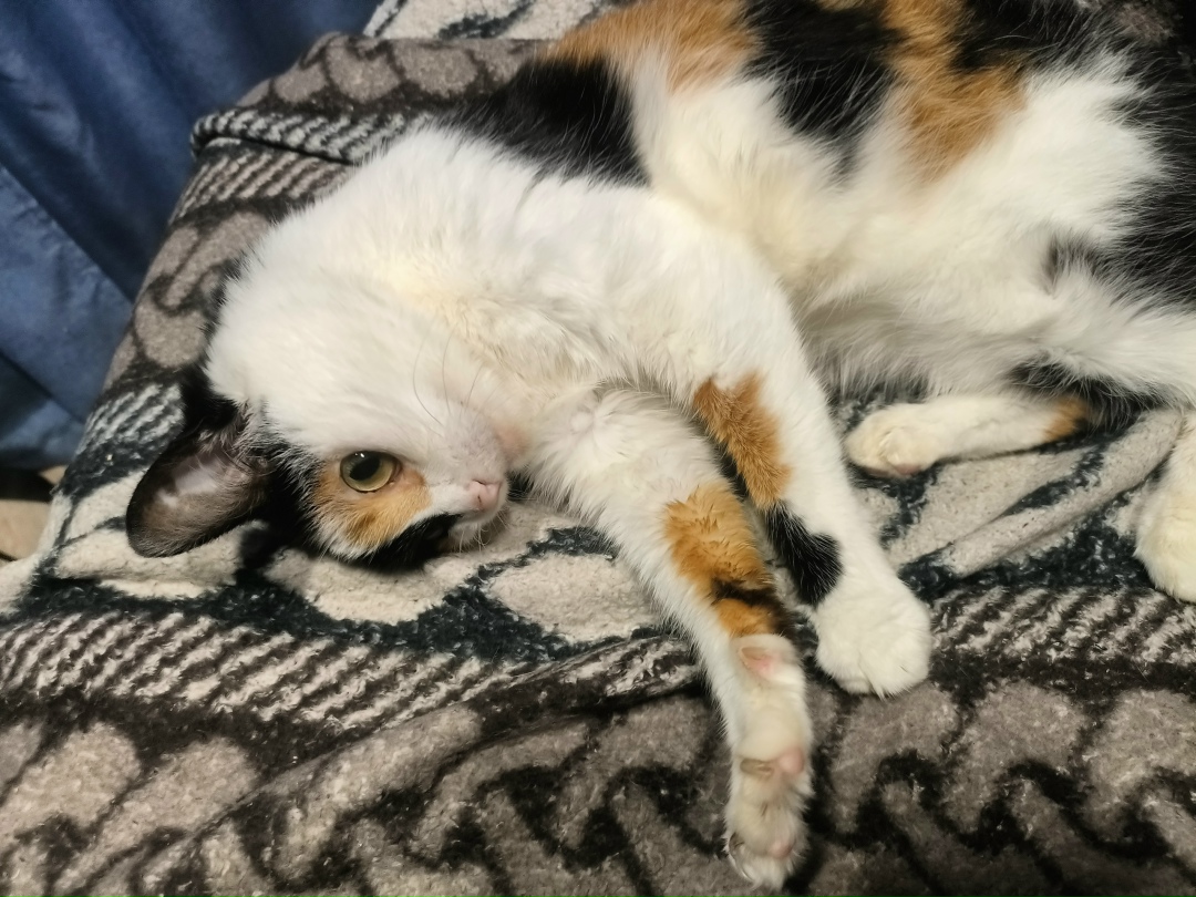 Пропала кошка в Нижнем Тагиле — фото объявления