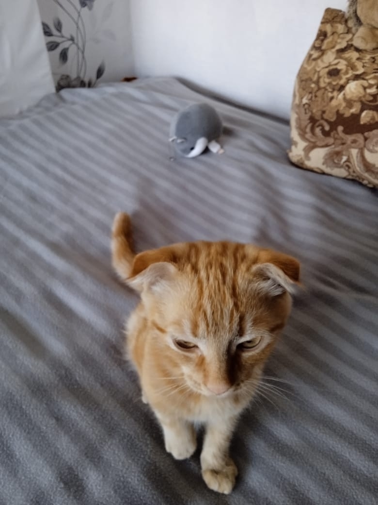 Найдена кошка в Нижнем Тагиле — фото объявления