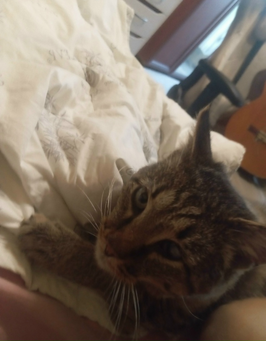 Пропала кошка в Нижнем Тагиле — фото объявления