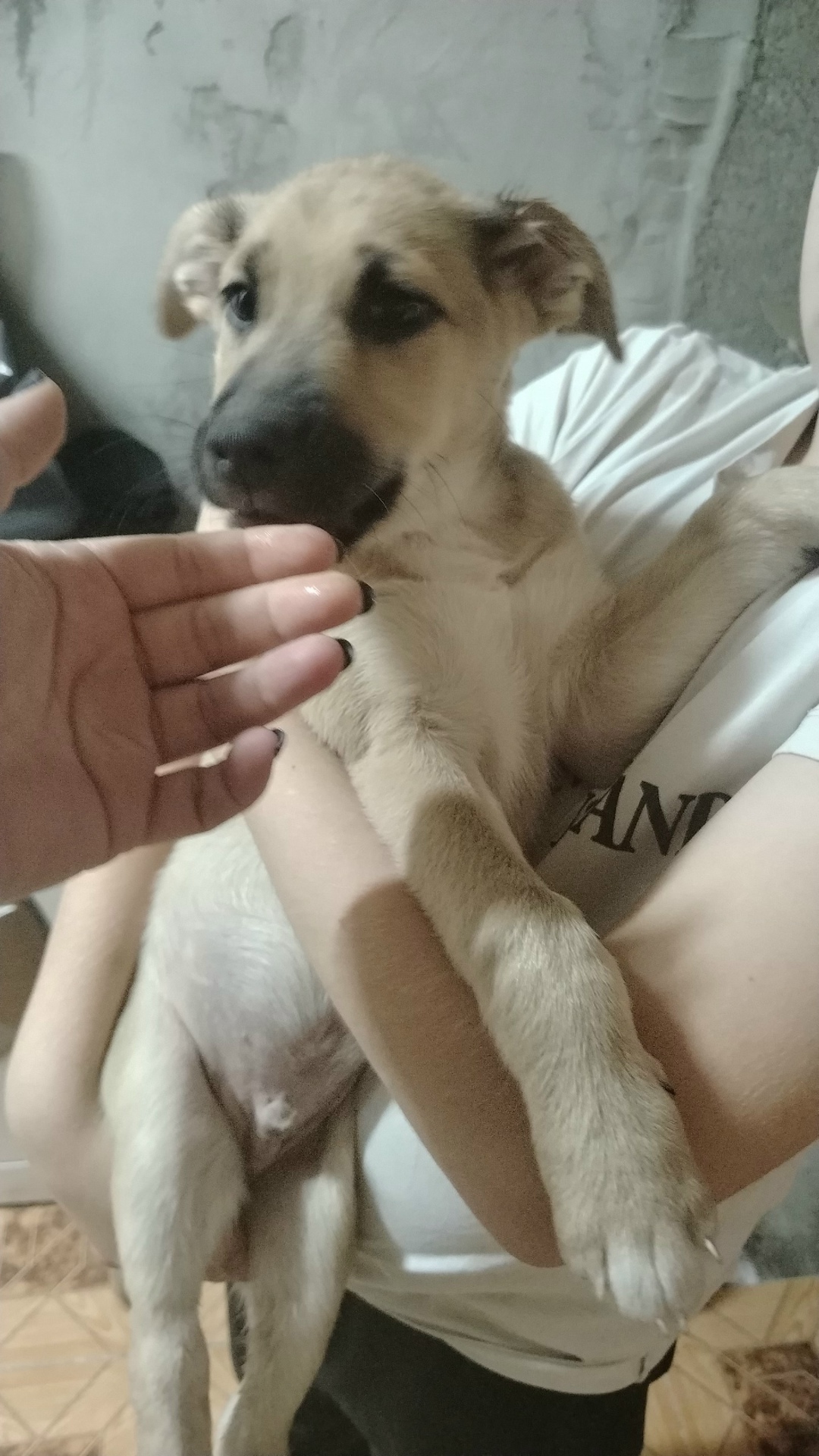 Найдена собака в Нижнем Тагиле — фото объявления