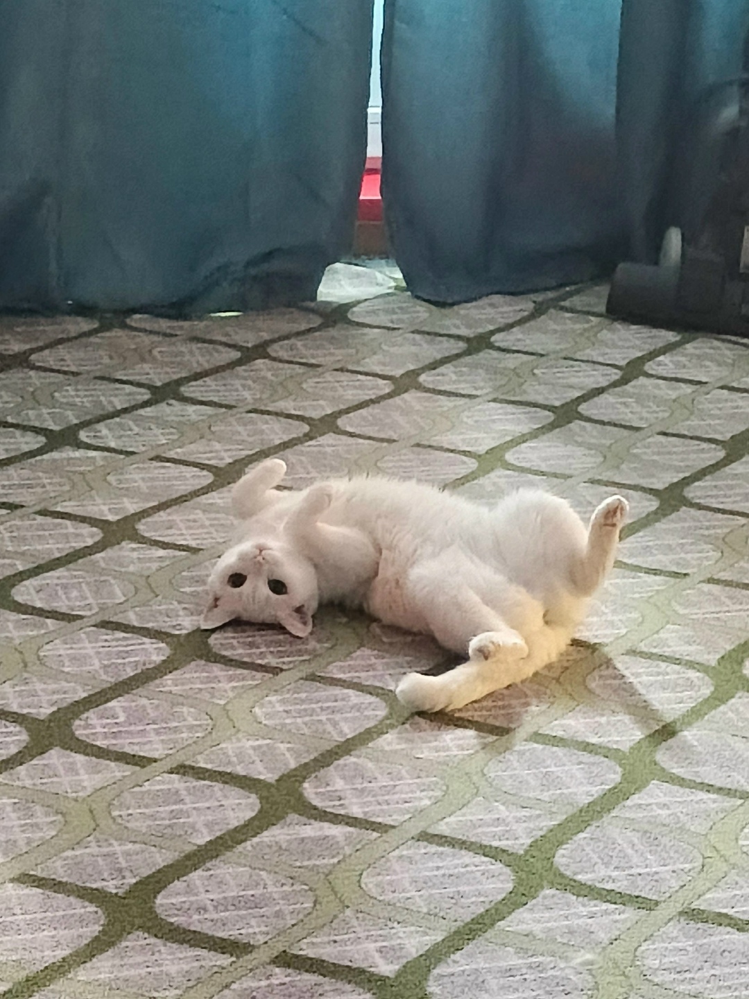 Найдена кошка в Нижнем Тагиле — фото объявления