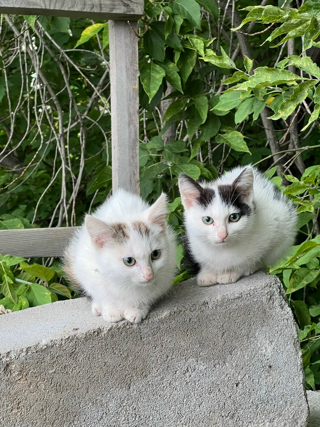 Найдена кошка в Нижнем Тагиле — фото объявления